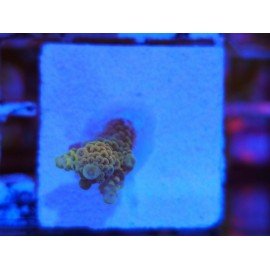 RAINBOW BARSOOM MILLE