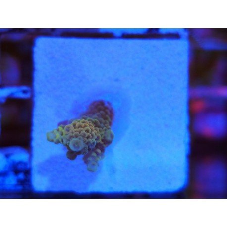 RAINBOW BARSOOM MILLE