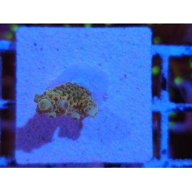 RAINBOW BARSOOM MILLE