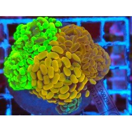 COMBO PARANCORA ULTRA