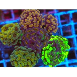 COMBO PARANCORA ULTRA 139