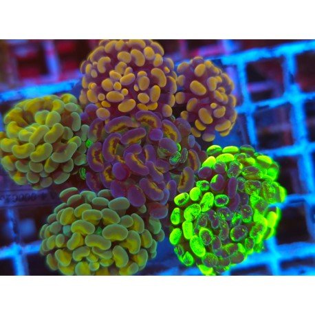 COMBO PARANCORA ULTRA 139