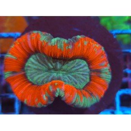 TRACHYPHILLIA ULTRA RED