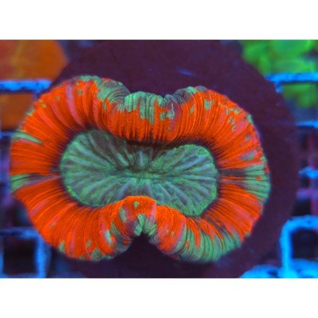 TRACHYPHILLIA ULTRA RED