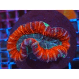TRACHYPHILLIA ULTRA RED 