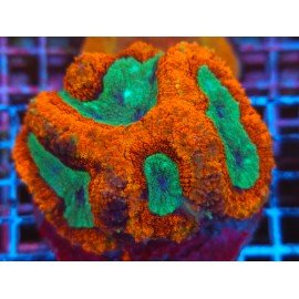 SYMPHILLIA ULTRA RAINBOW XL 