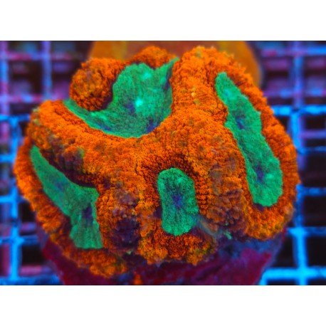 SYMPHILLIA ULTRA RAINBOW XL 