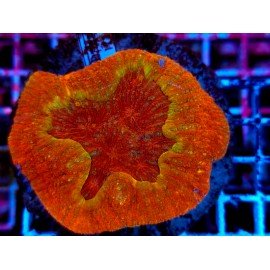 SCOLYMIA VITENSIS ULTRA GRADE