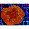 SCOLYMIA VITENSIS ULTRA GRADE