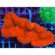 LOBOPHYLLIA ULTRA GRADE XL