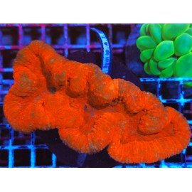 LOBOPHYLLIA ULTRA GRADE XL