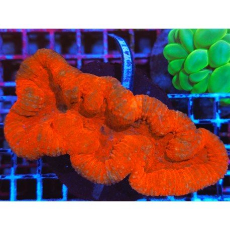 LOBOPHYLLIA ULTRA GRADE XL