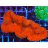 LOBOPHYLLIA ULTRA GRADE XL