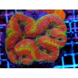 LOBOPHYLLIA ULTRA FOREST FIRE