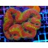 LOBOPHYLLIA ULTRA FOREST FIRE