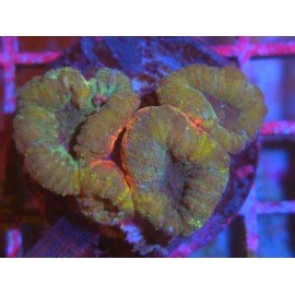 LOBOPHYLLIA ULTRA