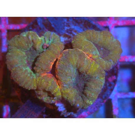 LOBOPHYLLIA ULTRA