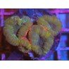 LOBOPHYLLIA ULTRA