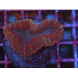 LOBOPPHYLLIA COLOR