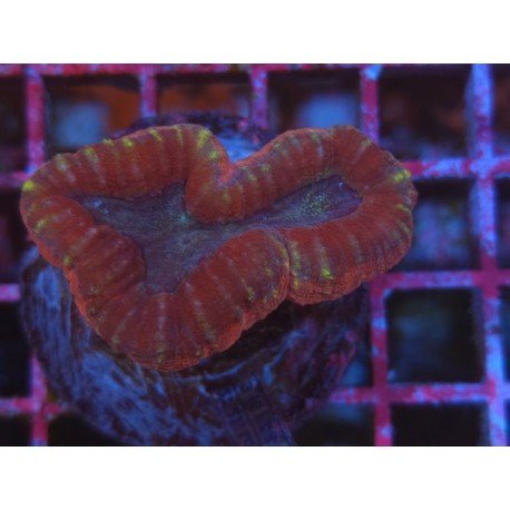 LOBOPPHYLLIA COLOR
