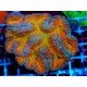 LOBOPHYLLIA RAINBOW 