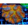 LOBOPHYLLIA RAINBOW