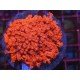 GONIOPORA ULTRA RED XL 
