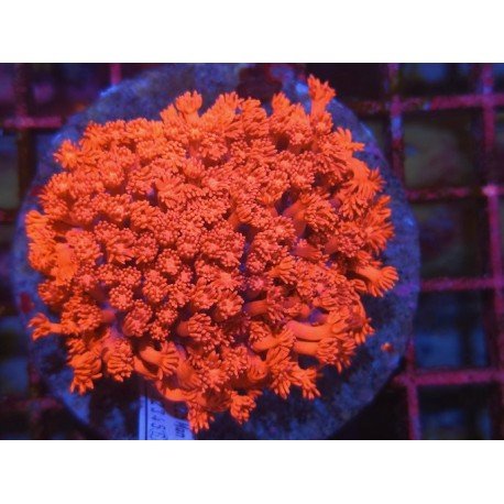 GONIOPORA ULTRA RED XL 