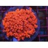 GONIOPORA ULTRA RED XL