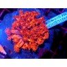GONIOPORA ULTRA RED XL