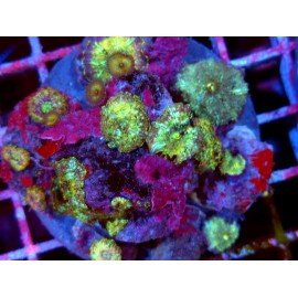 COLONY DISCOSOMA BERSERKER