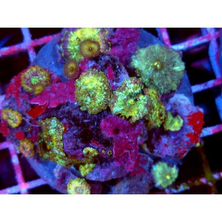 COLONY DISCOSOMA BERSERKER