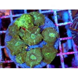 COLONY DISCOSOMA CARLGRENI