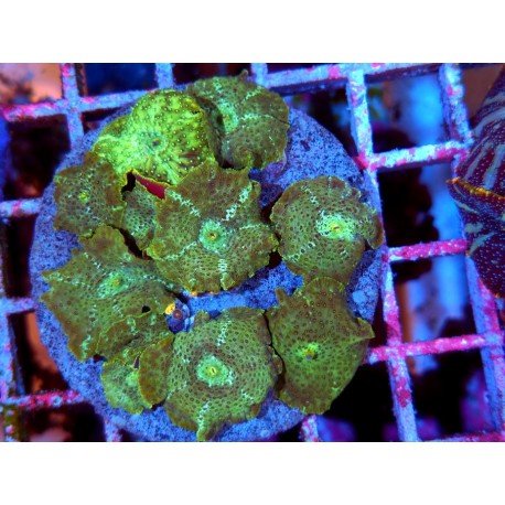 COLONY DISCOSOMA CARLGRENI