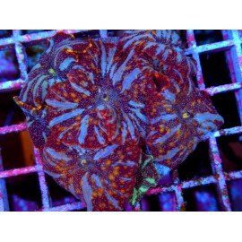 COLONY DISCOSOMA INTELLESTERLAR XL