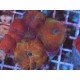 COLONY DISCOSOMA WATERMELON XL
