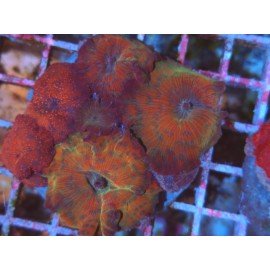 COLONY DISCOSOMA WATERMELON XL