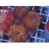 COLONY DISCOSOMA WATERMELON XL