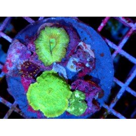COLONY MUSHROOM PREMIUM XL