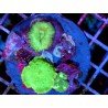COLONY MUSHROOM PREMIUM XL
