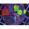 COLONY MUSHROOM PREMIUM XL