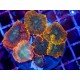 COLONY RHODACTHIS SUPERMAN XL