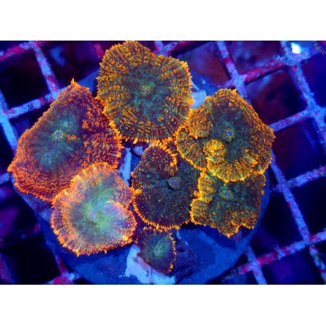 COLONY RHODACTHIS SUPERMAN XL