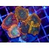 COLONY RHODACTHIS SUPERMAN XL