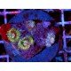 COLONY RHODACTIS BLOOD SPLATTER