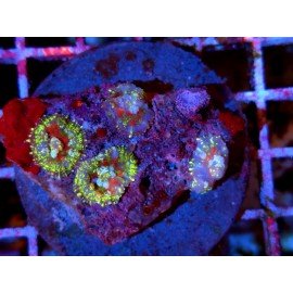 COLONY RHODACTIS BLOOD SPLATTER