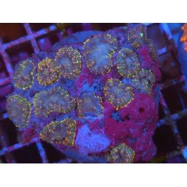 COLONY RHODACTIS TEQUILA SUNRISE XL