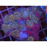 COLONY RHODACTIS TEQUILA SUNRISE XL
