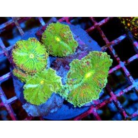 COLONY RICORDEA YUMA ABOMINATION XL 