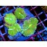 COLONY RICORDEA YUMA ABOMINATION XL 